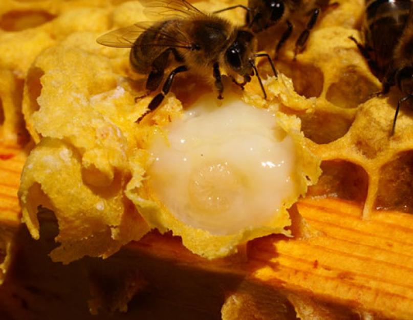 Пчелиное маточное молочко — полезные свойства, как принимать, отзывы. Маточное молочко – эликсир здоровья и жизненных сил