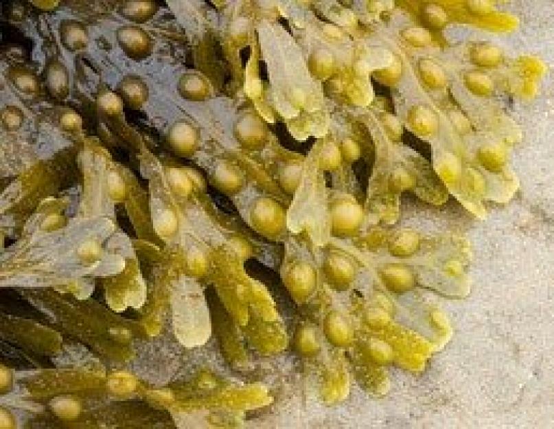Виды водорослей, их польза для человека и применение. Морские водоросли – полезные свойства