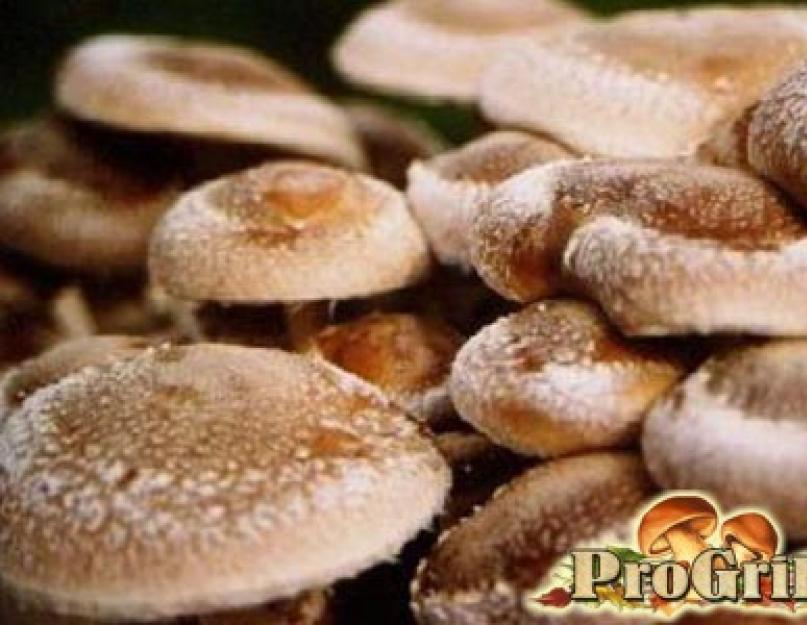 Champignons Shiitake : photos, avis et propriétés.  Les avantages et les inconvénients des champignons shiitake chinois.  Propriétés médicinales des champignons shiitake miraculeux