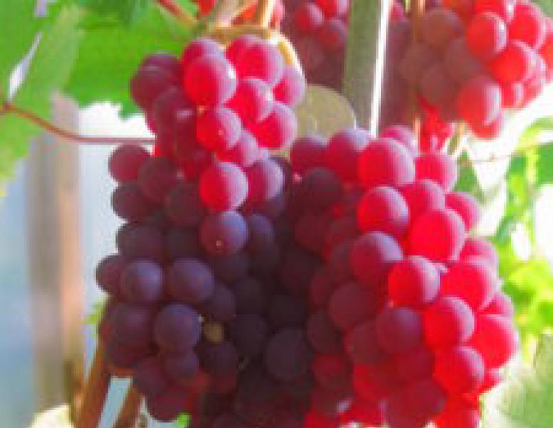 Красный виноград полезные свойства. Красный виноград - описание полезных свойств и фото этого фрукта. Полезные свойства красного винограда