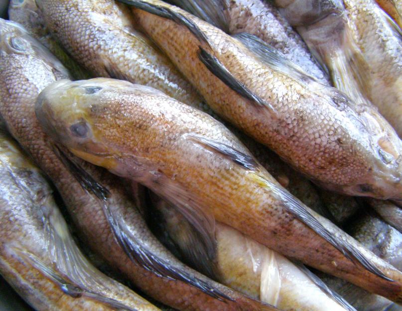 Филе рыбы в томатном соусе рецепт. Тушеная рыба в томате с луком и морковью