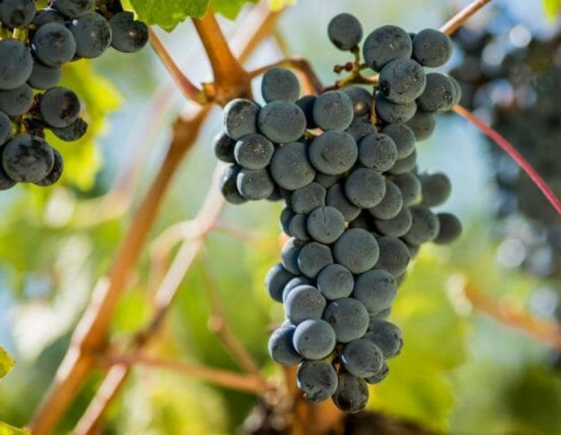 Вино изготовить из винограда дома. Домашнее вино из белого винограда