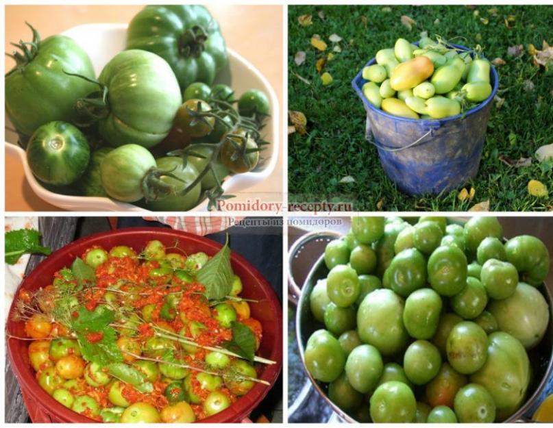 Recettes pour mariner des tomates vertes entières dans une casserole.  Tomates vertes