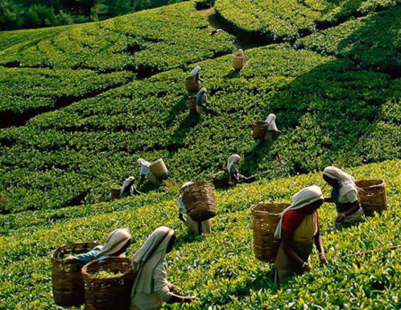 Зеленый чай: польза, вред и способы употребления. Чем полезен зеленый чай