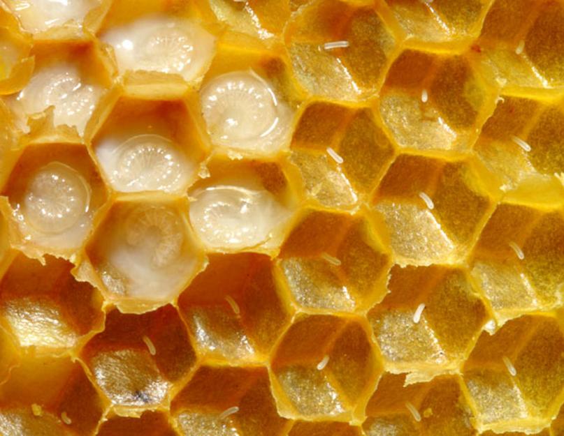 Пчелиное маточное молочко: полезные свойства для женщин. Лечение опрелостей кожи у детей. Применение маточного молочка для кожи лица и волос