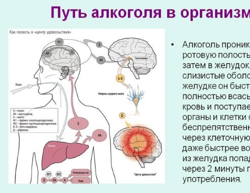 Через сколько попадает. Пути попадания алкоголя в организм. Алкоголь всасывание в организм. Алкоголь всасывается в кровь. Где происходит всасывание алкоголя.