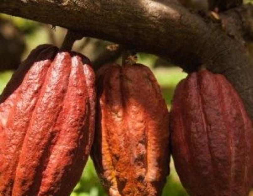 Чудо-бобы какао: удивительная польза и возможный вред для организма. Вкусные рецепты для красоты на основе полезного какао. Какао бобы - где растут, как употреблять, что с ними делать еще