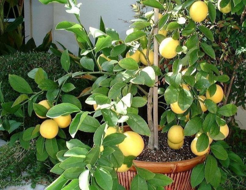 Гибрид апельсина и мандарина, название которого клементин. Гибриды цитрусовых: сорта и выращивание дома