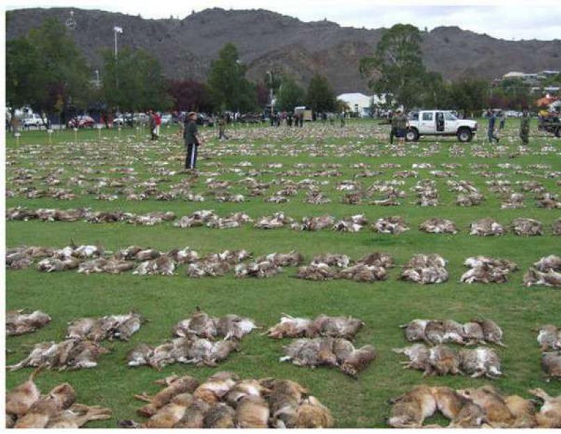 Les lapins ne sont pas seulement une fourrure précieuse, mais...  Ils sont si mignons jusqu'à ce qu'ils se reproduisent...  Lapin mijoté aux pruneaux