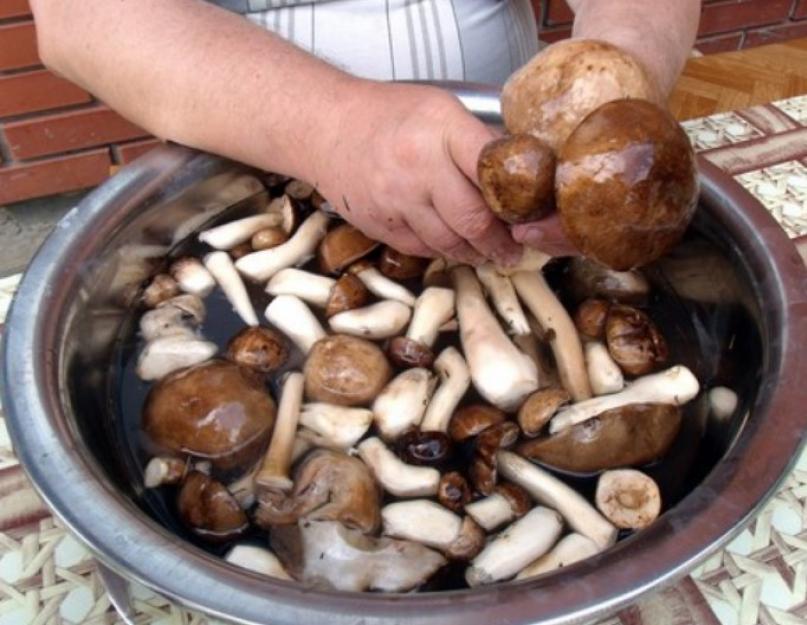 Грибы предварительно варить. Короли леса: как правильно варить грибы и готовить вкусные блюда из них