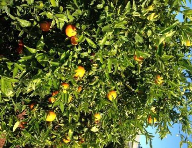 La différence entre une orange et une mandarine.  Selon vous, qui est en meilleure santé ?  mandarine ou orange ?  parents des agrumes mais qui est le meilleur ?  Il existe trois principaux croisements connus de clémentines.