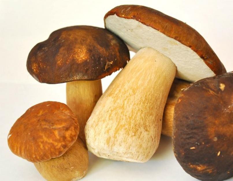 Как долго хранить грибы в холодильнике. Как правильно хранить белые грибы