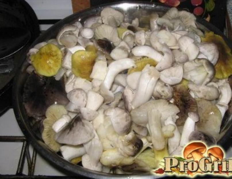 Рядовка серая солить. Приготовление грибного супа. Описание: грибы Рядовки съедобные