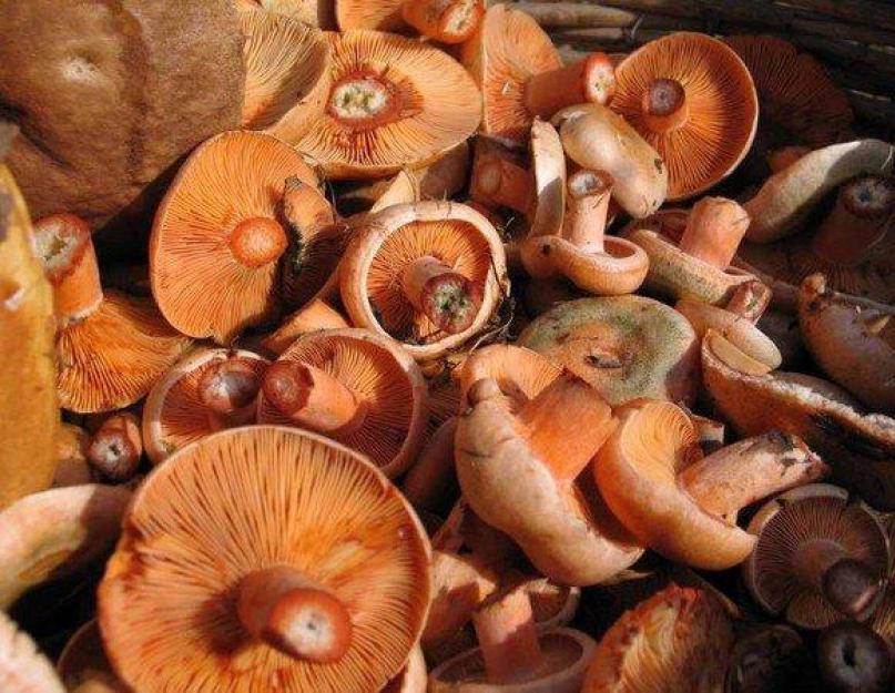 Полезные свойства рыжиков. Как солить грибы рыжики