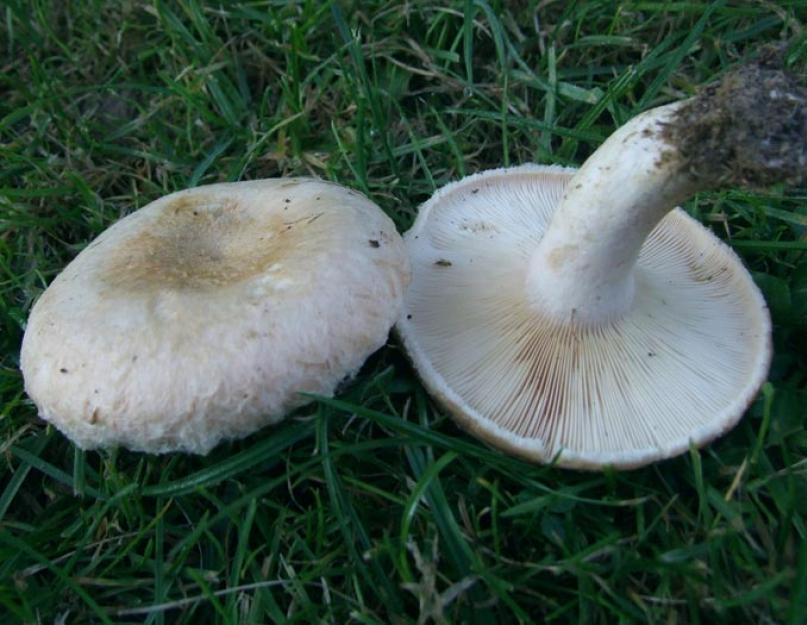 Que faire avec des champignons au lait bouilli.  Plats à base de champignons au lait salé.  Champignons de lait pour l'hiver : recettes avec photos