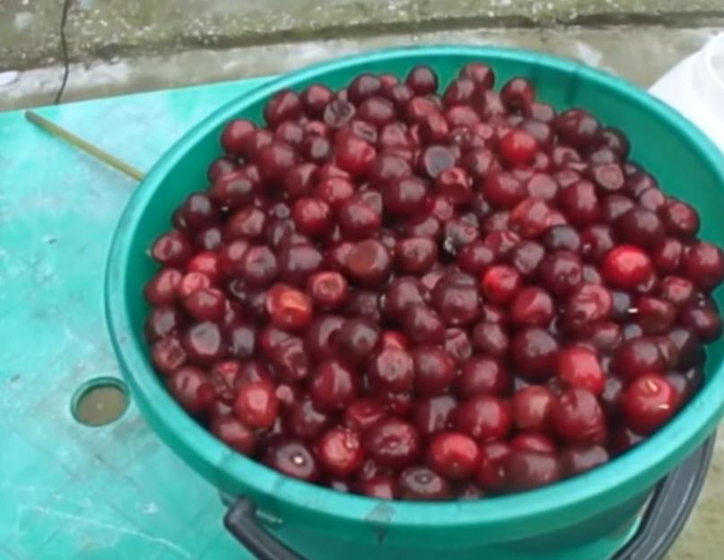 Comment faire du clair de lune à partir de cerises.  Teinture de purée sur feuilles de cerisier.  N'ajoutez pas divers arômes au mélange