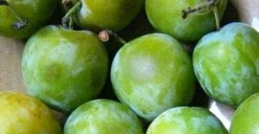I benefici e i danni della prugna ciliegia per il corpo umano