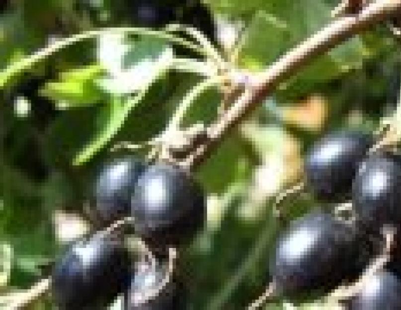 Польза и вред черной малины, ее витаминный состав и отличие от ежевики. Малина — полезные свойства и противопоказания