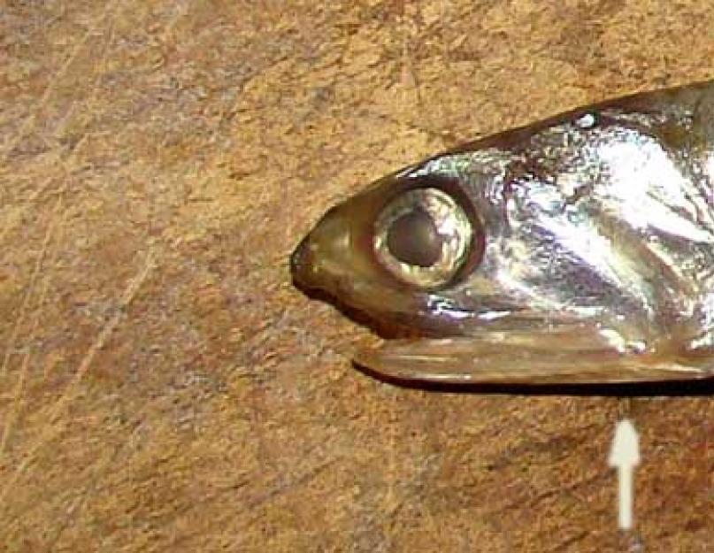 Рыба мельче кильки. Килька балтийская: калорийность, состав и польза, описание и фото мелкой рыбы. Что общего между килькой и тюлькой и их различия