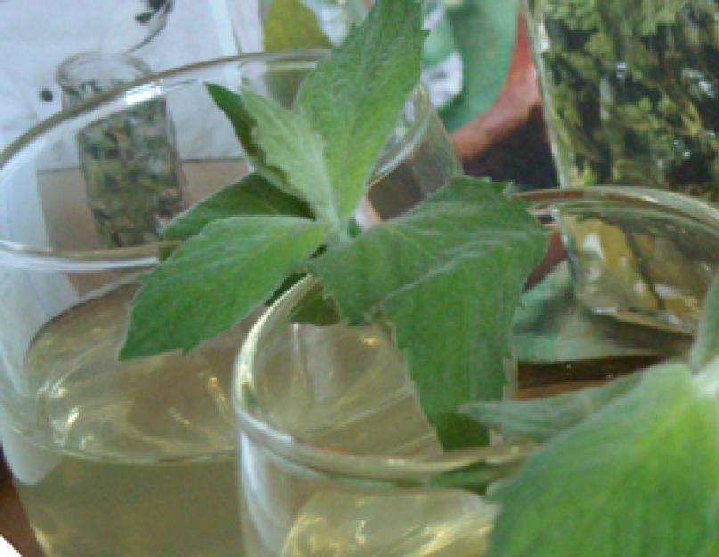 Recette de teinture de menthe au clair de lune et à la vodka.  Teinture de menthe - injustement oubliée