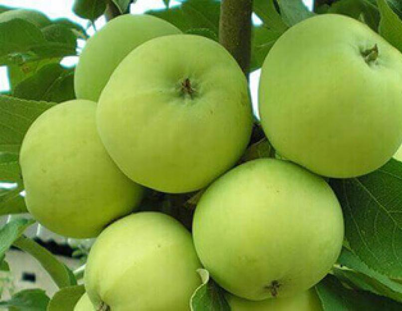 Как красиво нарезать и подать фрукты. Как сделать красивую нарезку из яблок. Как красиво нарезать яблоки: зайчики, лебедь, цветочек и лепестки. Инструкция по красивой нарезке яблок