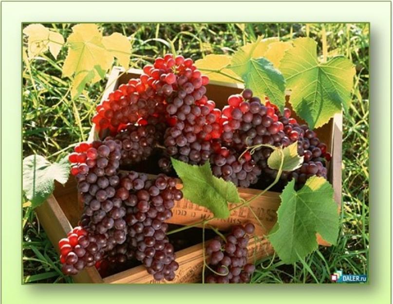 Красный виноград - описание полезных свойств и фото этого фрукта. Какую пользу для здоровья дают красный виноград и его косточки