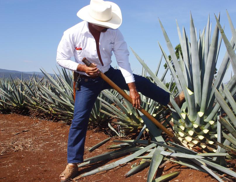 Matières premières mexicaines pour la vodka et les cordes.  Tequila : les secrets de la vodka mexicaine.  Produit principal pour la fabrication de la tequila