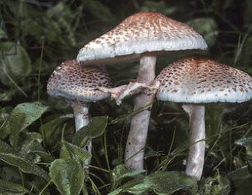 Как приготовить гриб зонтик пестрый. Грибы-зонтики – описание и область распространения. На фото грибы Зонтики белые