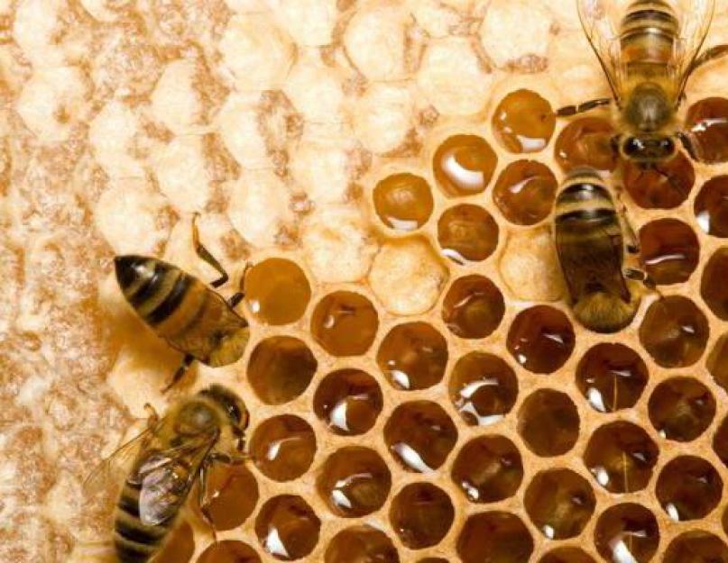 Для чего пчелы делают мед. Мёд – как и для чего на самом деле пчёлы его делают. Их общий дом – улей