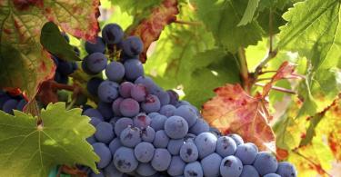 Vino de uva casero - recetas sencillas
