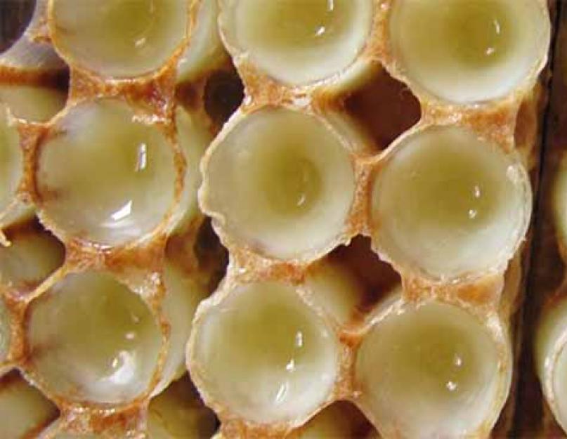 Gelée royale d'abeilles.  Qualités curatives de la gelée d'abeille.  Propriétés médicinales et contre-indications de la gelée royale