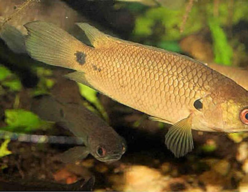 Élevage de poissons d'aquarium à partir de caviar