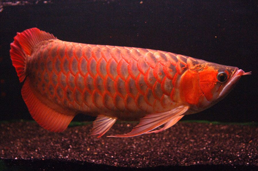 Какая дорогая рыба красная. Красная Арована. Красная Арована рыба. Азиатская Арована рыба. Арована красный дракон.